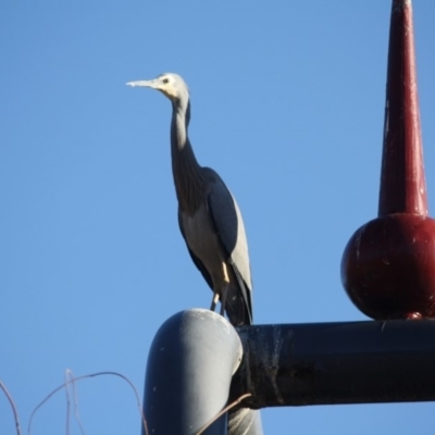 Egretta novaehollandiae (White-faced Heron) at Phillip, ACT - 25 Jul 2019 by LisaH