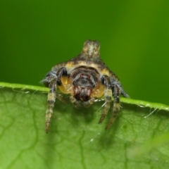 Dolophones turrigera (Turret spider) at Evatt, ACT - 30 Nov 2017 by TimL