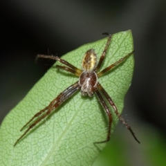 Salsa fuliginata (Sooty Orb-weaver) at Evatt, ACT - 1 Dec 2017 by TimL