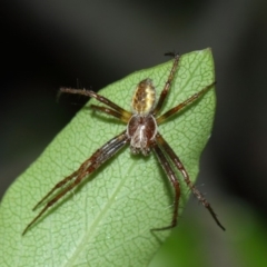 Cyclosa fuliginata (species-group) (An orb weaving spider) at Evatt, ACT - 30 Nov 2017 by TimL
