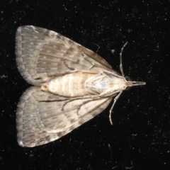 Microdes squamulata (Dark-grey Carpet) at Rosedale, NSW - 29 Mar 2019 by jb2602