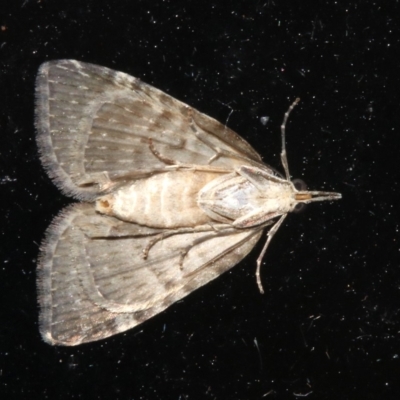 Microdes squamulata (Dark-grey Carpet) at Rosedale, NSW - 29 Mar 2019 by jb2602