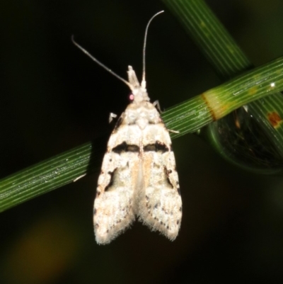 Coscinoptycha improbana (Australian Guava Moth) at Rosedale, NSW - 29 Mar 2019 by jb2602