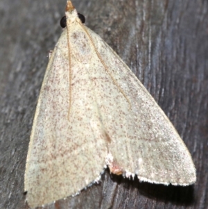 Ocrasa albidalis at Rosedale, NSW - 25 Feb 2019