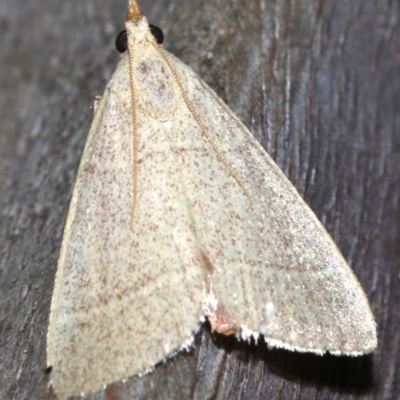 Ocrasa albidalis (A Pyralid moth) at Rosedale, NSW - 25 Feb 2019 by jbromilow50