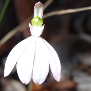 Caladenia catenata at Noosa Heads, QLD - 29 Jun 2014