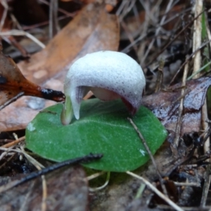 Corybas barbarae at Harry Spring Conservation Park - suppressed