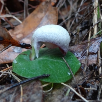 Corybas barbarae (Helmet Orchid, Fairy Lanterns) at Tewantin, QLD - 13 Jun 2017 by JoanH