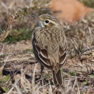 Anthus australis at Molonglo Valley, ACT - 24 Jul 2019 01:25 PM