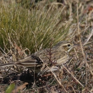 Anthus australis at Molonglo Valley, ACT - 24 Jul 2019 01:25 PM