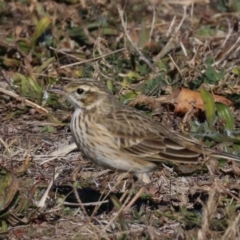 Anthus australis at Molonglo Valley, ACT - 24 Jul 2019 01:25 PM