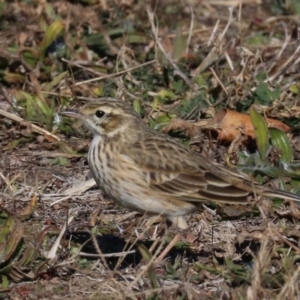 Anthus australis at Molonglo Valley, ACT - 24 Jul 2019