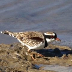 Charadrius melanops (Black-fronted Dotterel) at Molonglo Valley, ACT - 24 Jul 2019 by jbromilow50