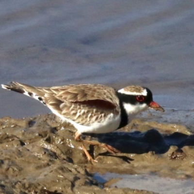 Charadrius melanops (Black-fronted Dotterel) at National Arboretum Forests - 24 Jul 2019 by jbromilow50