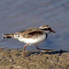 Charadrius melanops at Molonglo Valley, ACT - 24 Jul 2019