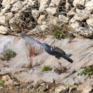 Columba livia at Molonglo Valley, ACT - 24 Jul 2019