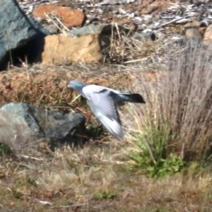 Columba livia at Molonglo Valley, ACT - 24 Jul 2019 01:45 PM