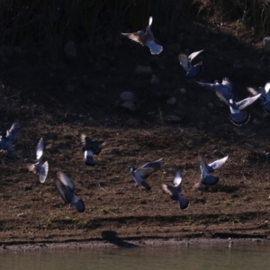 Columba livia at Molonglo Valley, ACT - 24 Jul 2019