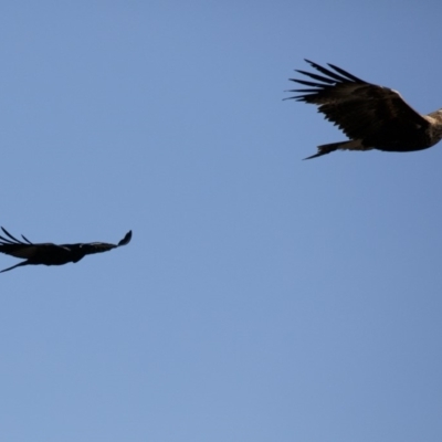 Aquila audax (Wedge-tailed Eagle) at Majura, ACT - 19 Jul 2019 by jb2602