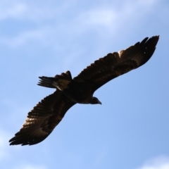 Aquila audax at Majura, ACT - 19 Jul 2019 12:02 PM