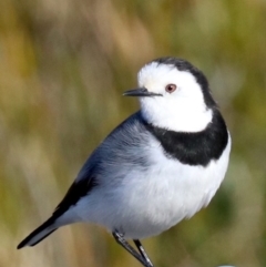 Epthianura albifrons (White-fronted Chat) at National Arboretum Forests - 24 Jul 2019 by jb2602