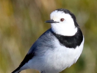 Epthianura albifrons (White-fronted Chat) at Molonglo Valley, ACT - 24 Jul 2019 by jb2602