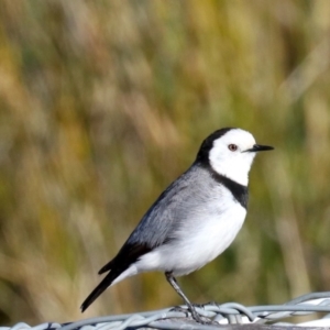 Epthianura albifrons at Molonglo Valley, ACT - 24 Jul 2019