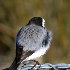 Epthianura albifrons at Molonglo Valley, ACT - 24 Jul 2019 01:57 PM