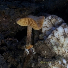 Descolea recedens at Kianga, NSW - 24 Jul 2019 by Teresa