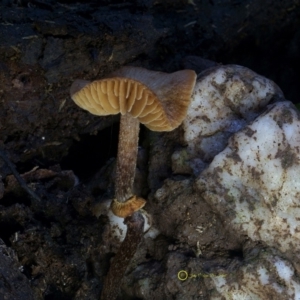 Descolea recedens at Kianga, NSW - 24 Jul 2019