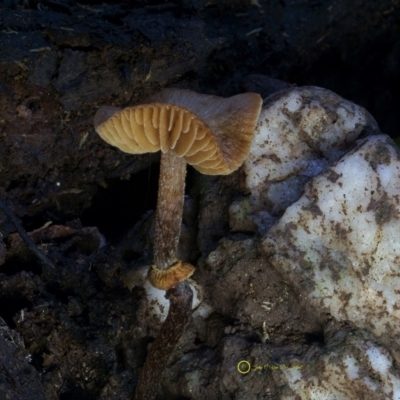 Descolea recedens at Kianga, NSW - 24 Jul 2019 by Teresa