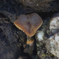 Descolea recedens at Kianga, NSW - 24 Jul 2019 12:00 AM