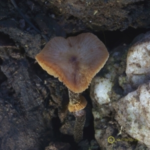 Descolea recedens at Kianga, NSW - 24 Jul 2019