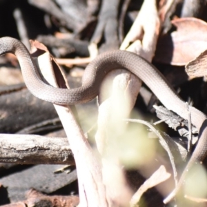 Drysdalia coronoides at Tennent, ACT - 22 Apr 2019 09:59 AM