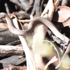Drysdalia coronoides (White-lipped Snake) at Tennent, ACT - 21 Apr 2019 by BrianHerps