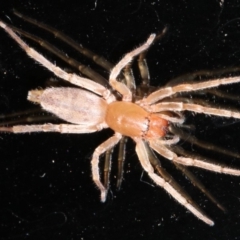 Cheiracanthium sp. (genus) (Unidentified Slender Sac Spider) at Rosedale, NSW - 30 Mar 2019 by jb2602