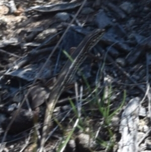 Ctenotus sp. (genus) at Throsby, ACT - 29 Dec 2018