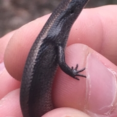 Carinascincus coventryi (Coventry’s Skink) at Namadgi National Park - 26 Apr 2019 by BrianHerps