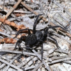 Badumna insignis (Black House Spider) at Rosedale, NSW - 11 Jul 2019 by jb2602