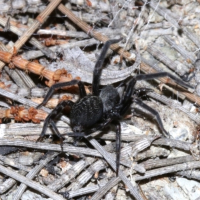 Badumna insignis (Black House Spider) at Rosedale, NSW - 11 Jul 2019 by jb2602