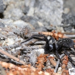 Badumna insignis at Rosedale, NSW - 11 Jul 2019 09:40 PM