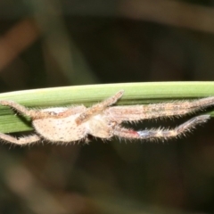 Neosparassus sp. (genus) (Badge huntsman) at Rosedale, NSW - 8 Jul 2019 by jb2602