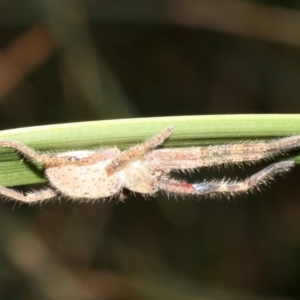 Neosparassus sp. (genus) at Rosedale, NSW - 8 Jul 2019