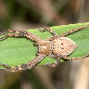 Neosparassus sp. (genus) at Rosedale, NSW - 8 Jul 2019 08:51 PM