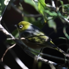 Zosterops lateralis (Silvereye) at Rosedale, NSW - 9 Jul 2019 by jbromilow50