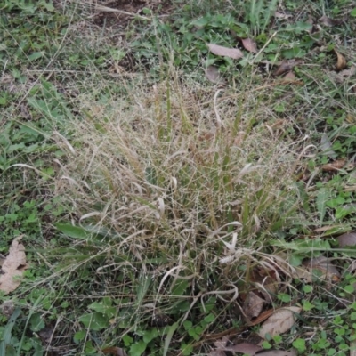 Panicum effusum (Hairy Panic Grass) at Pollinator-friendly garden Conder - 30 Apr 2015 by michaelb