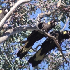 Calyptorhynchus funereus (Yellow-tailed Black-Cockatoo) at Gundaroo, NSW - 22 Jul 2019 by Gunyijan