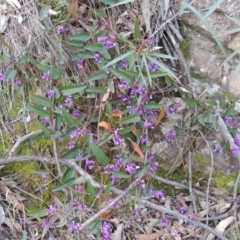 Hardenbergia violacea (False Sarsaparilla) at Conder, ACT - 18 Aug 2014 by MichaelBedingfield