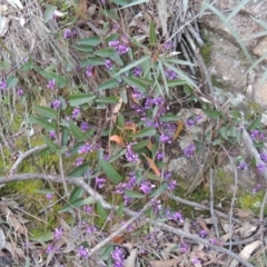 Hardenbergia violacea (False Sarsaparilla) at Rob Roy Range - 18 Aug 2014 by michaelb