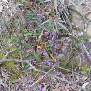 Hardenbergia violacea at Conder, ACT - 18 Aug 2014